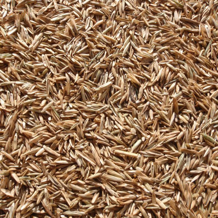 Grass Seed