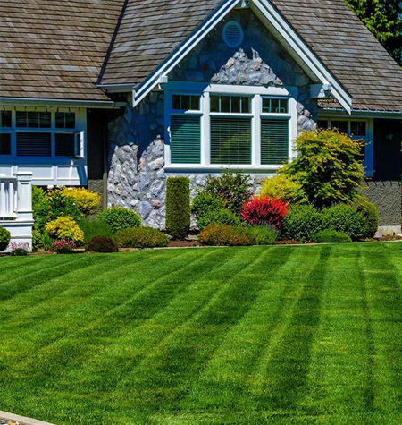 Residential Organic Lawn